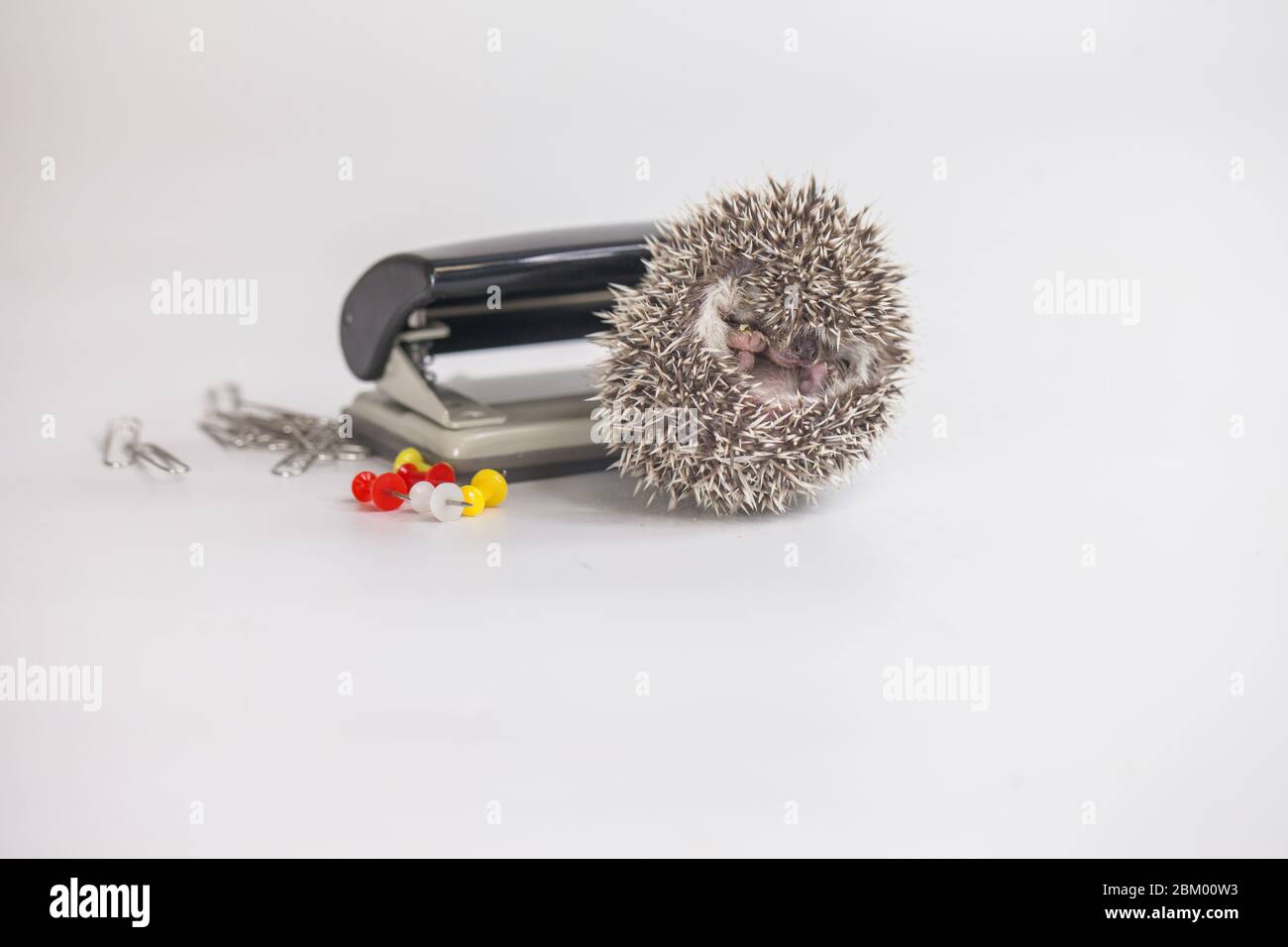 Small hedgehog among office supplies Stock Photo - Alamy