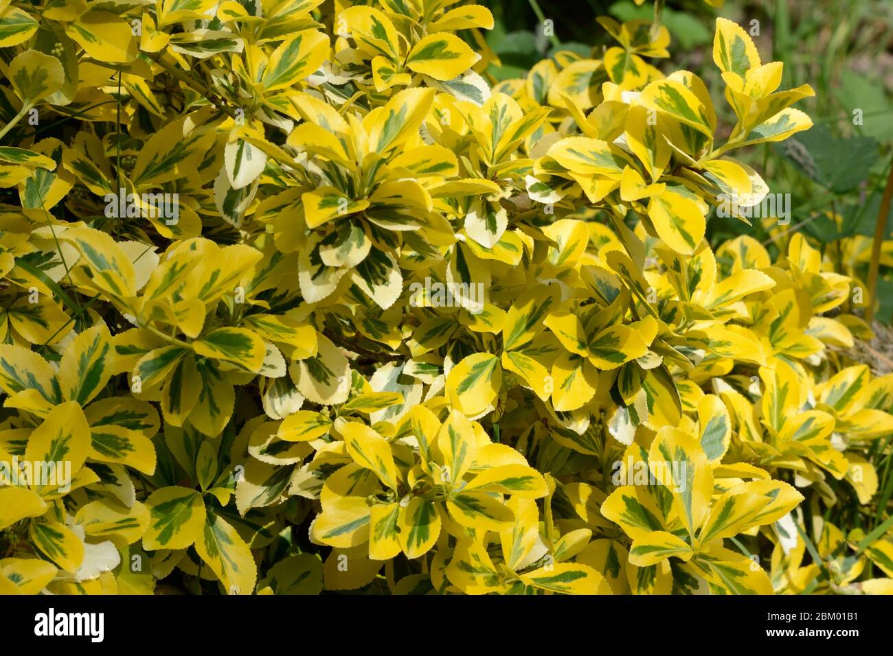 Euonymus fortunei Emerald and Gold dwarf variegated evergreen shrub spindle bush Stock Photo