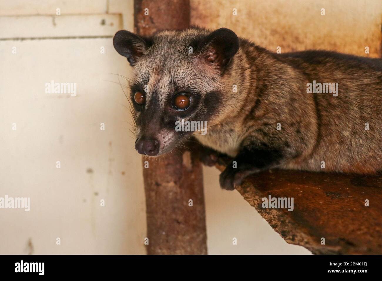 Front View To Face Of Masked Palm Civet Paradoxurus Hermaphroditus Looks Directly Into The Camera Lens Cute Civet Is Resting And Looking Around Bore Stock Photo Alamy