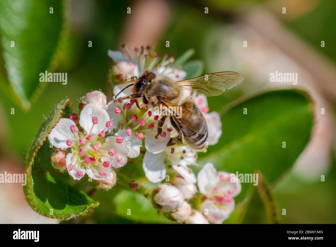 Closeup view of Honey bee on a blooming Aronia flowers in the spring morning. Stock Photo