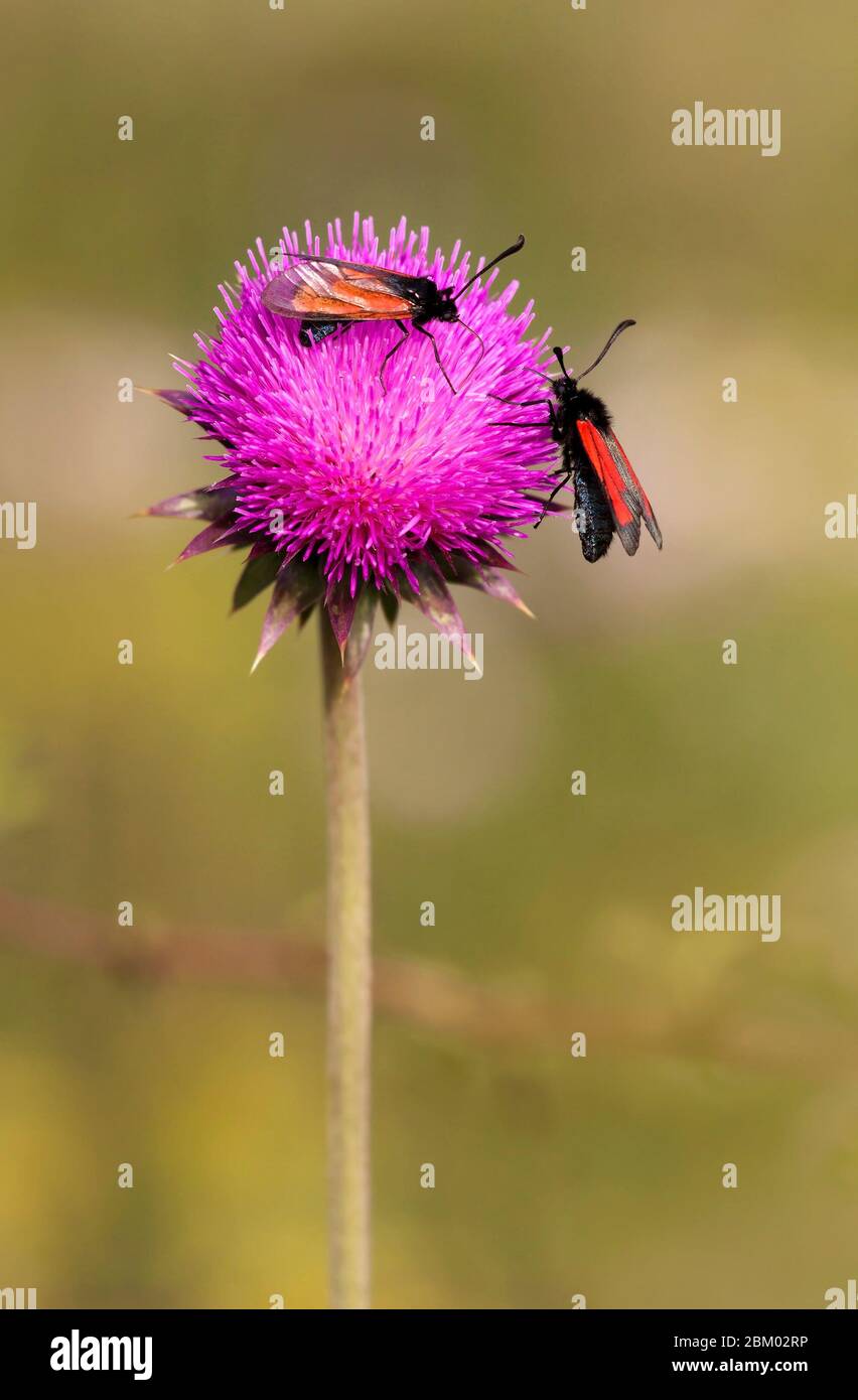 Vertical Insects Summer, nature concept - vertical photo of insects as collect nectar on ...