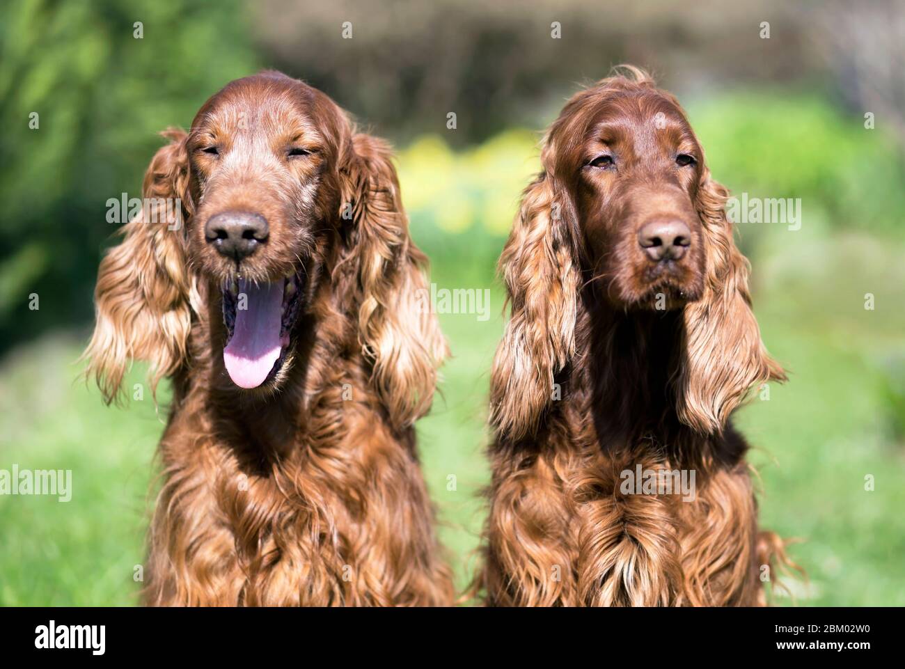 Happy funny smiling Irish Setter dogs laughing Stock Photo