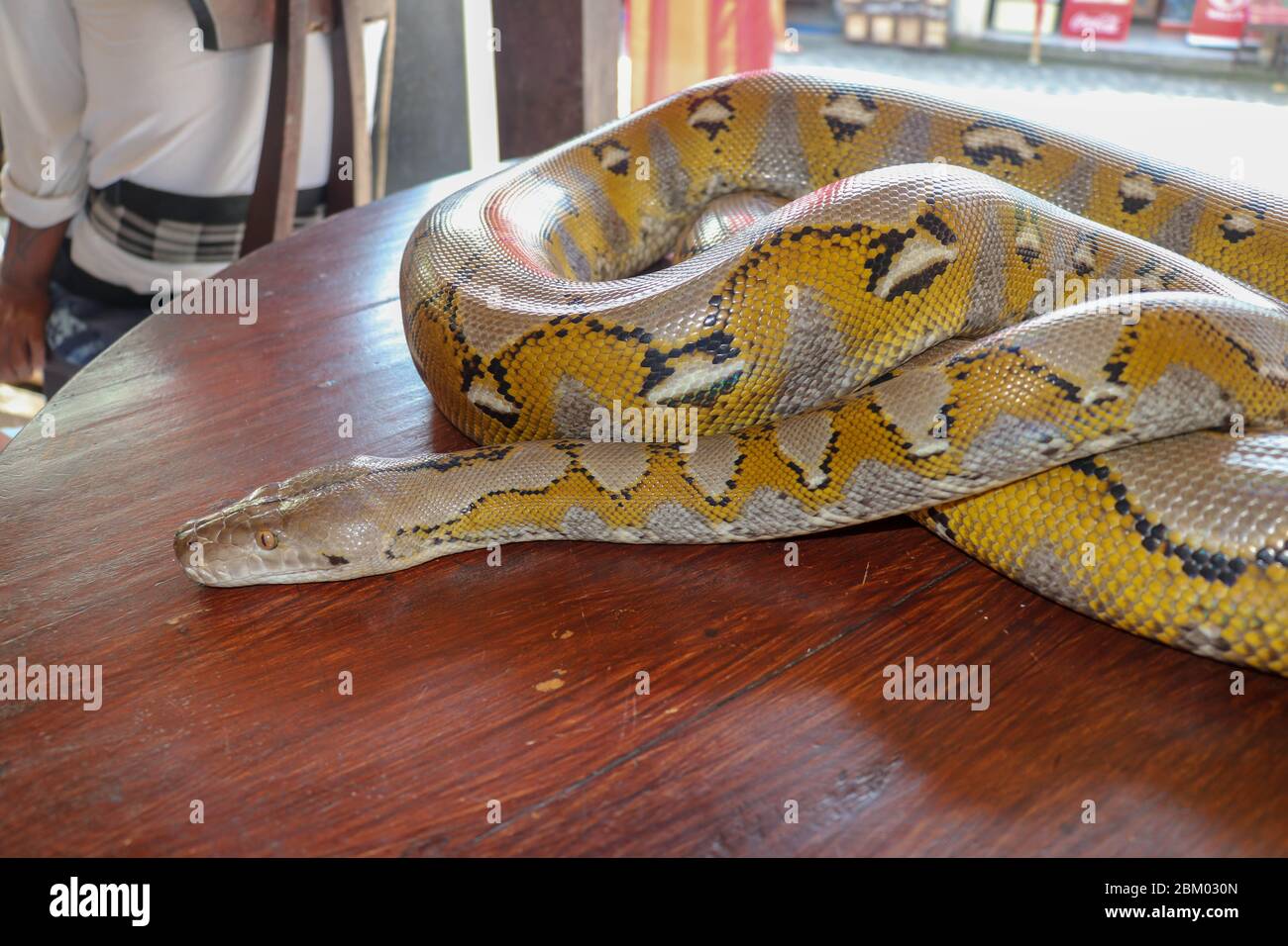 Head python yellow pattern on a table edge. Close up of snake skin ...