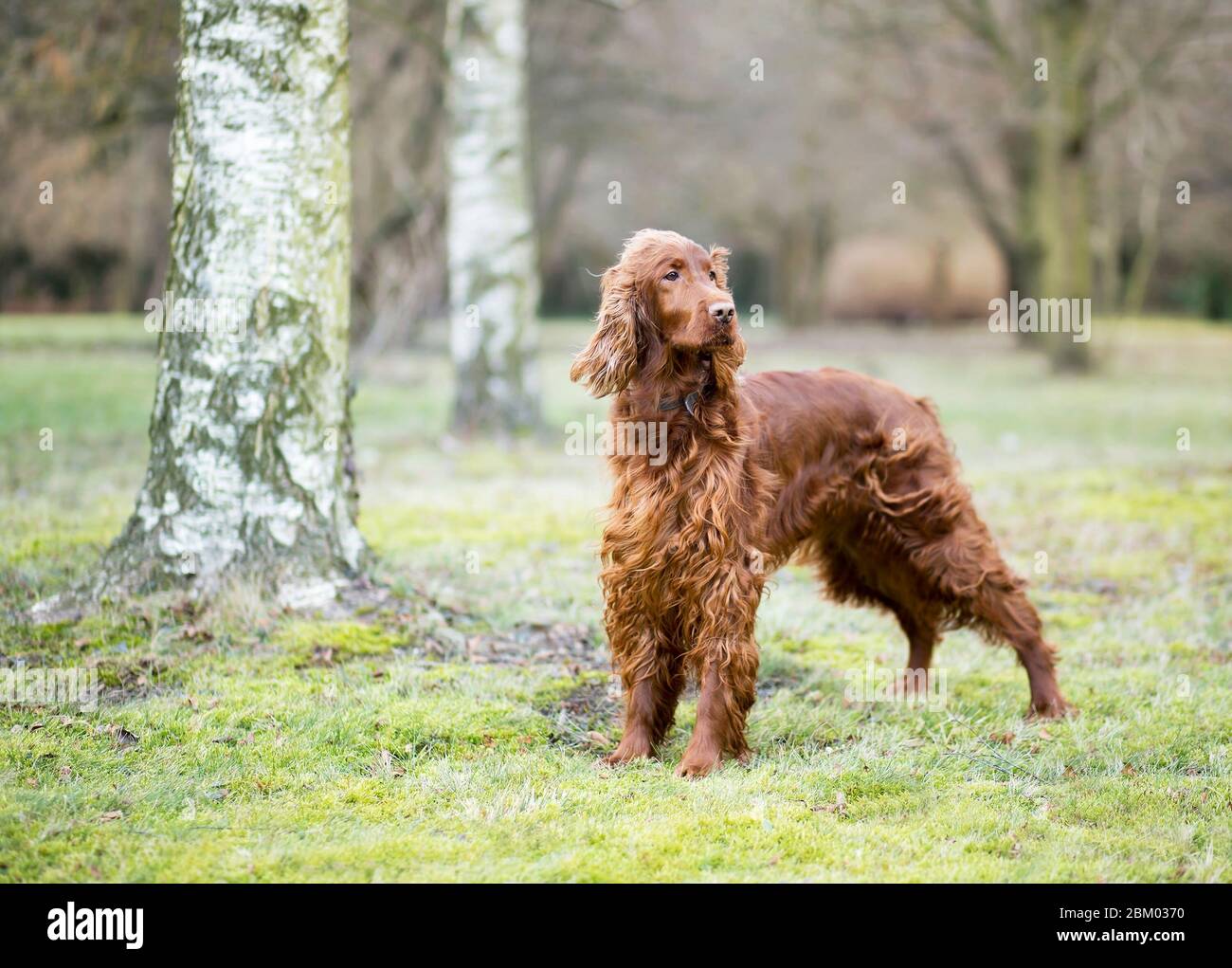 Beautiful young Irish Setter dog standing in the park Stock Photo