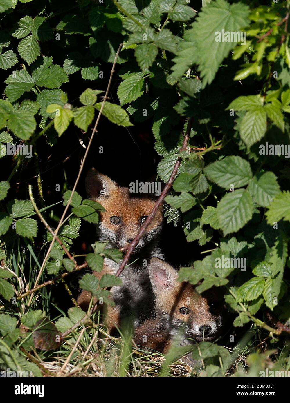 Loughborough, Leicestershire, UK. 6th May 2020. UK Weather. Fox cubs bathe in the early morning sun on an allotment. Credit Darren Staples/Alamy Live News. Stock Photo