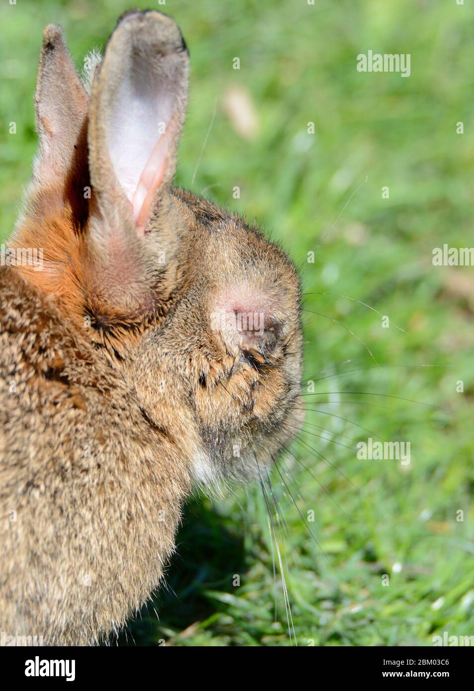 European rabbit (Oryctolagus cuniculus) showing symptoms of Myxomatosis. May 2020, Kent, UK. Stock Photo