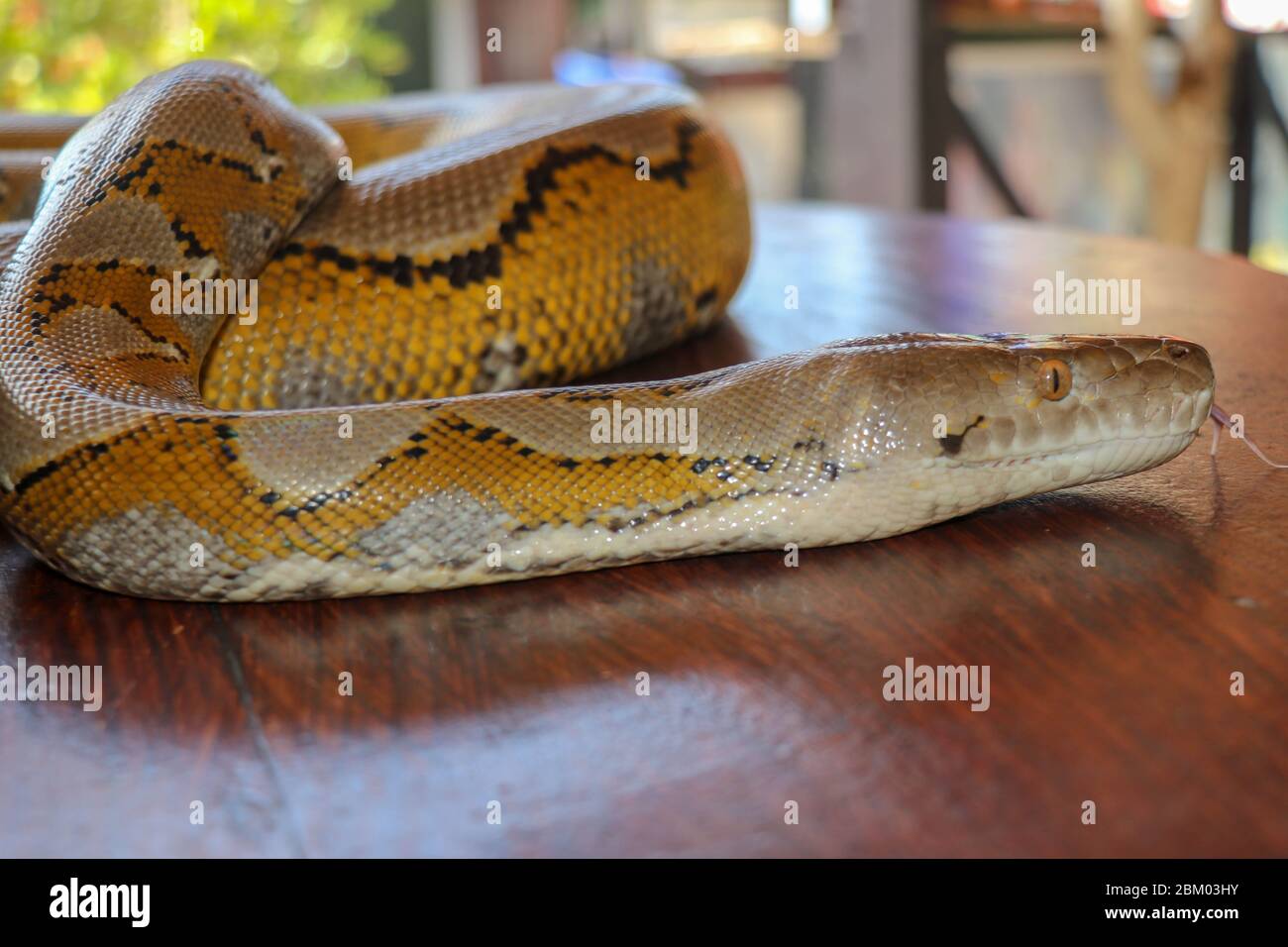Head python yellow pattern on a table edge. Close up of snake skin ...