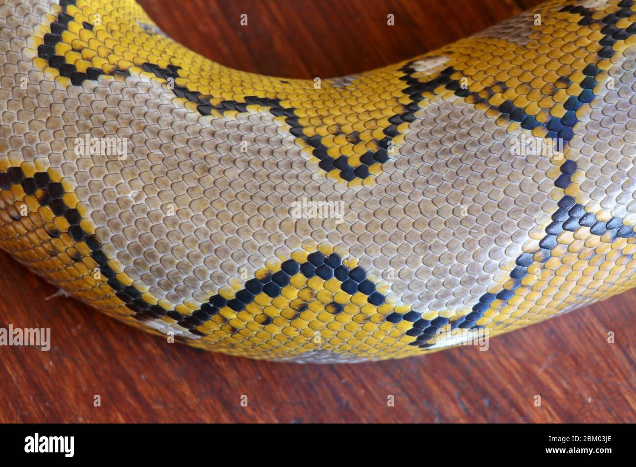 Close up of snake skin texture use for background. reticulated python ...