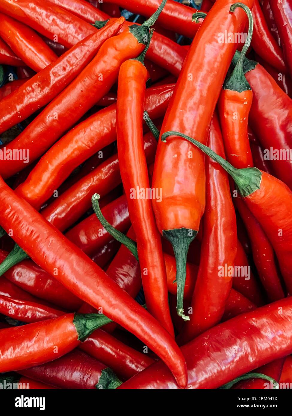 lots of ripe hot chilli peppers for cooking background Stock Photo