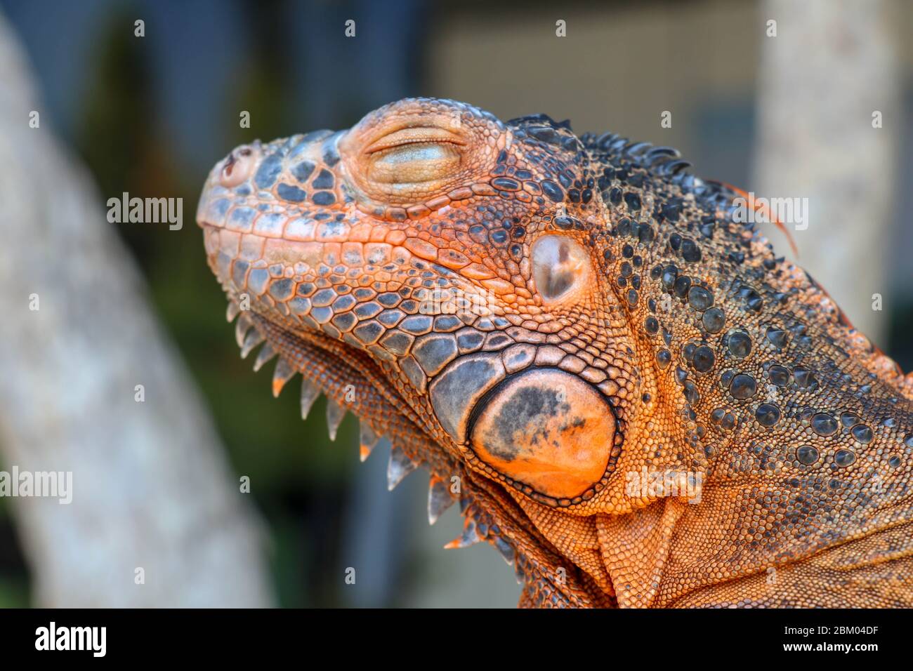 Close Up Portrait Of Curious Iguana Reptile Iguane Lizard Portrait Macro Close Up Portrait Front View To Colorful Exotic Iguana Resting On Wood Wi Stock Photo Alamy