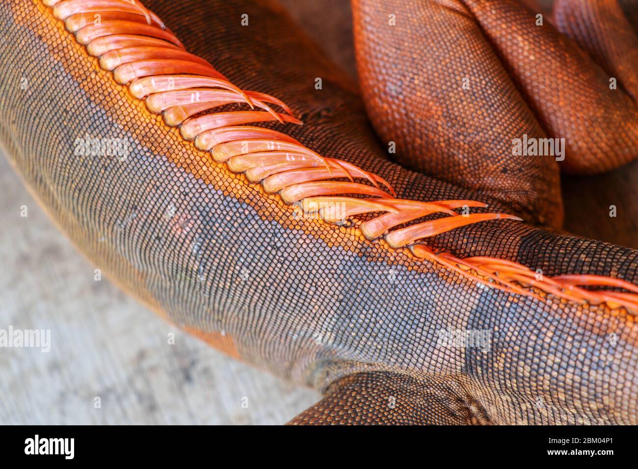 Close up of the scaly skin of a tropical reptile Red Iguana. Best and amazing background for your project. Macro photo skin of colorful exotic iguana. Stock Photo