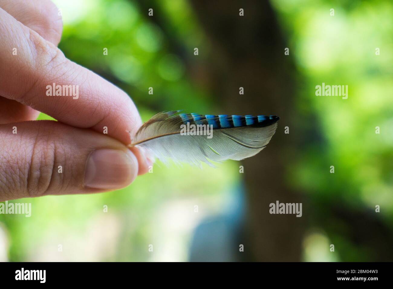 Close up of hand holding a pretty jay bird feather in Bulgaria Stock Photo
