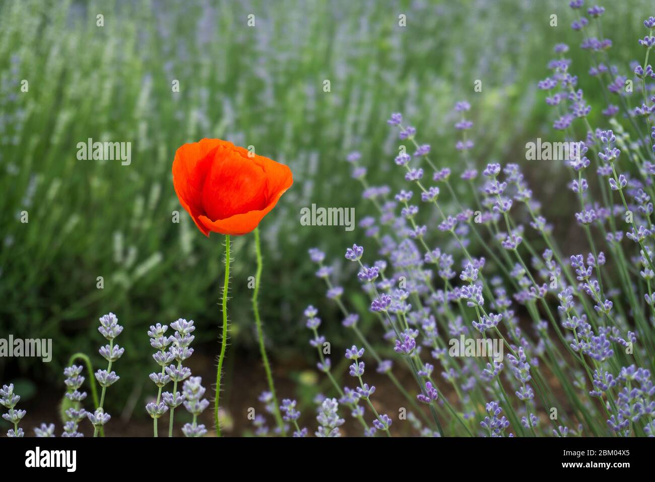 Field of lavender on a lavender farm in Sredna Gora region of Bulgaria Stock Photo