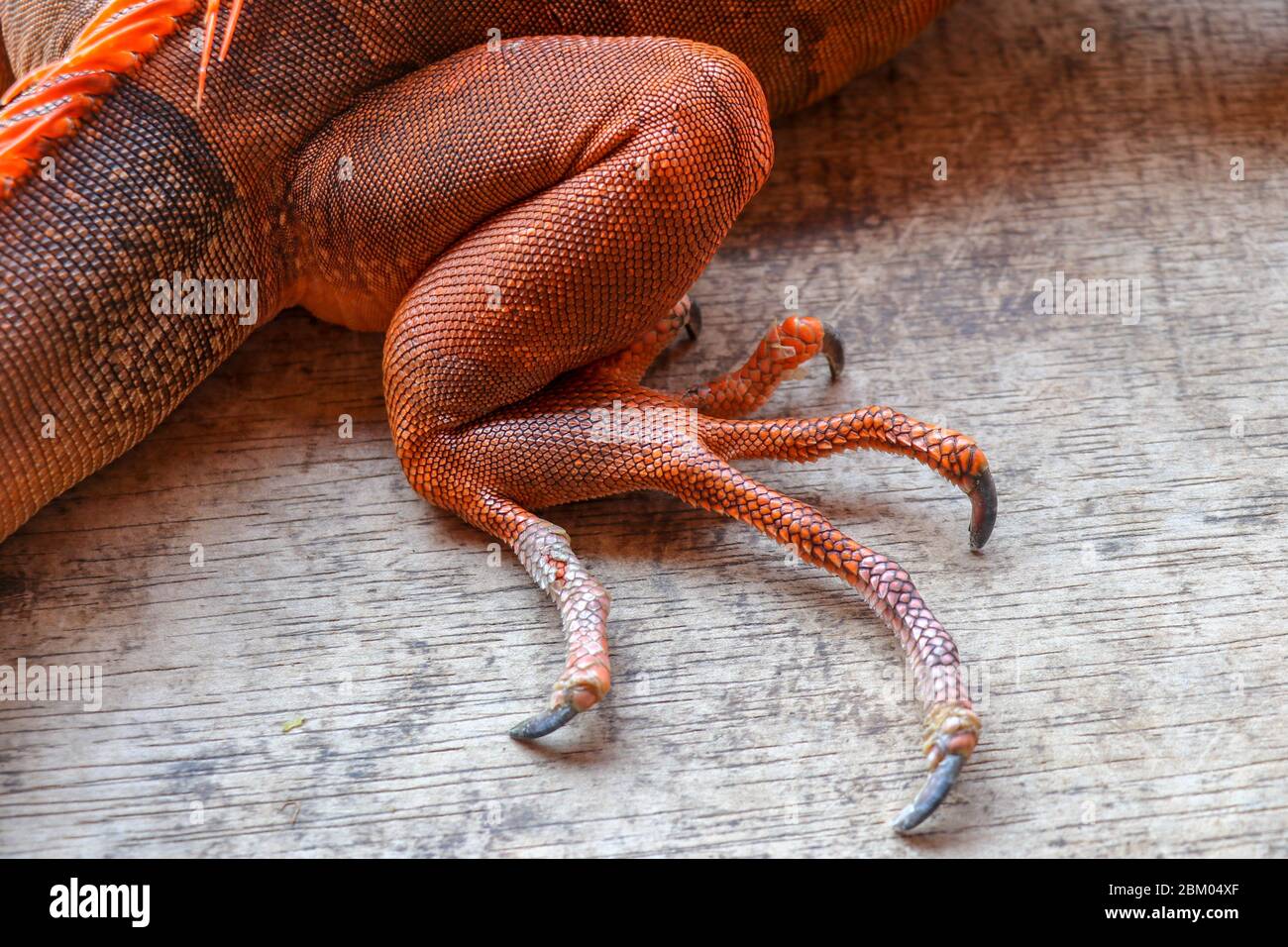 Close up on hind leg with long sharp claws of tropical reptile Red Iguana. Focus on leg with scaly skin. Skin in red, orange, yellow and blue tones. R Stock Photo