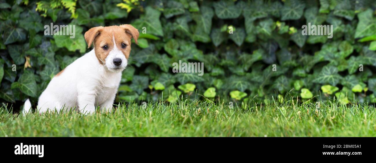 Pet training, obedience, dog shool concept - jack russell terrier happy smart puppy sitting in the grass Stock Photo