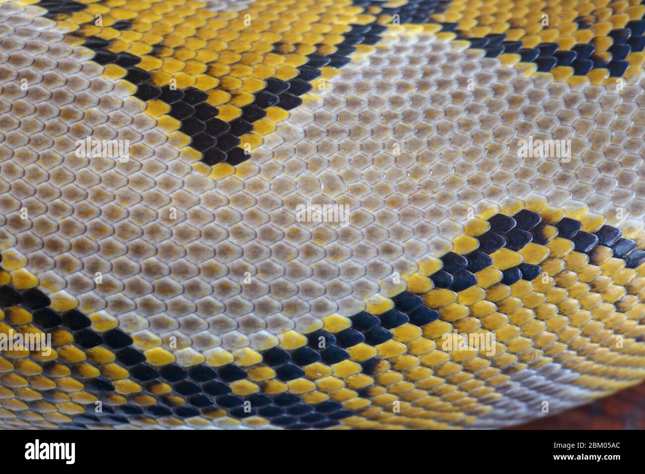 Close up of snake skin texture use for background. reticulated python is non venomous snake native to South and Southeast Asia. Macro photo python sna Stock Photo
