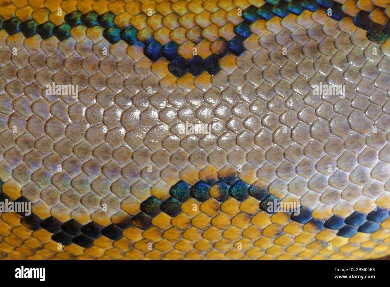 Close up of snake skin texture use for background. reticulated python ...