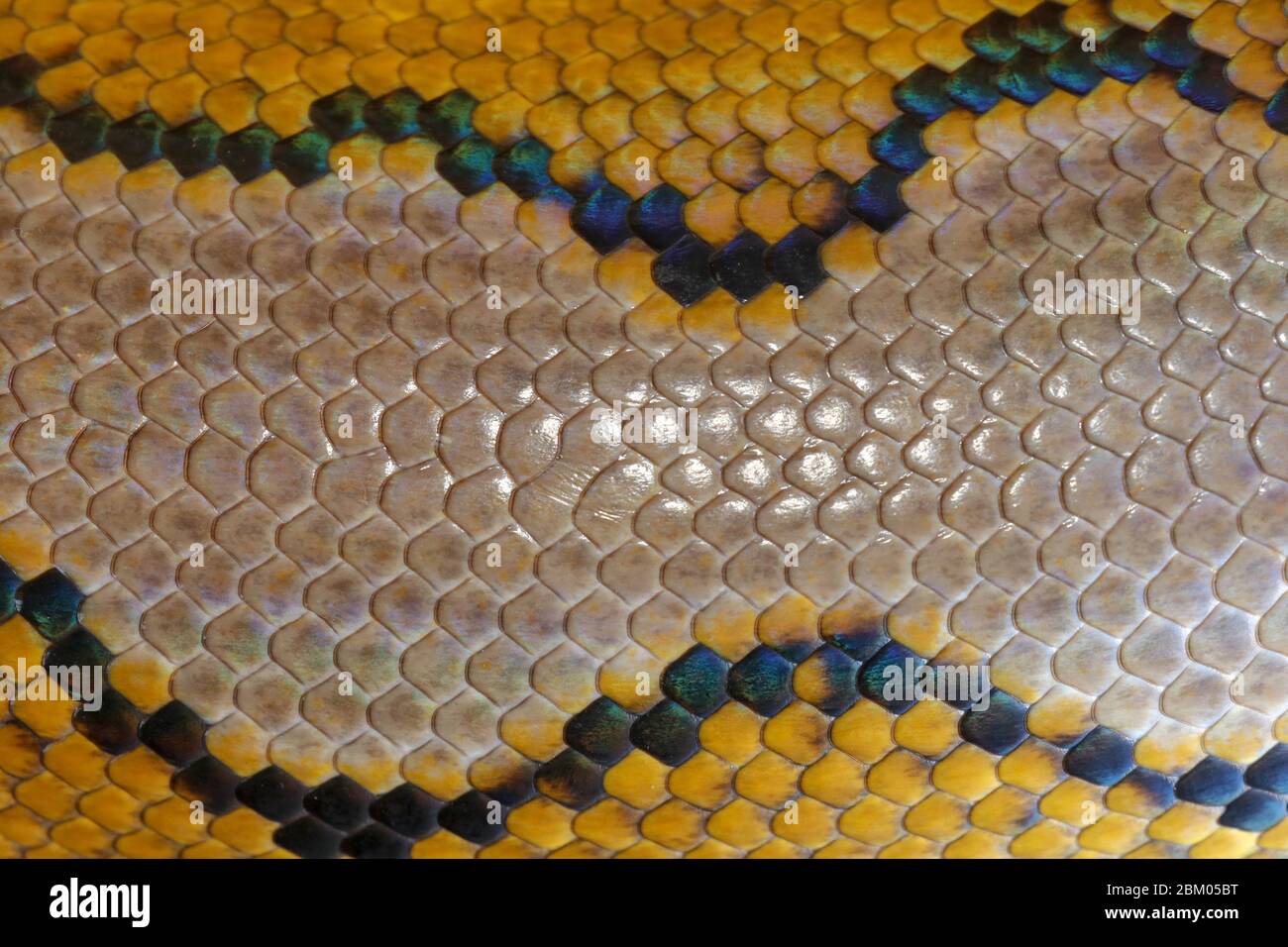 Close up of snake skin texture use for background. reticulated python ...