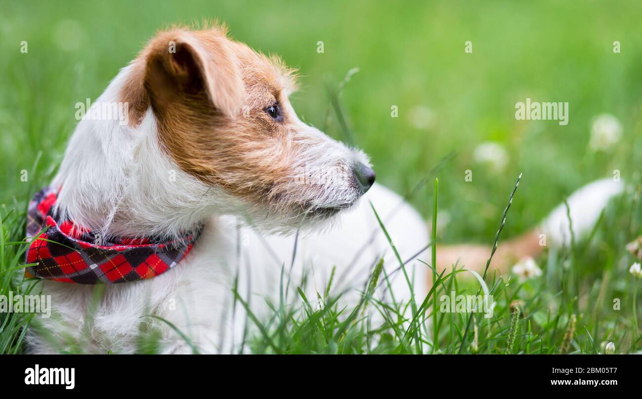 Jack russell scarf 2025