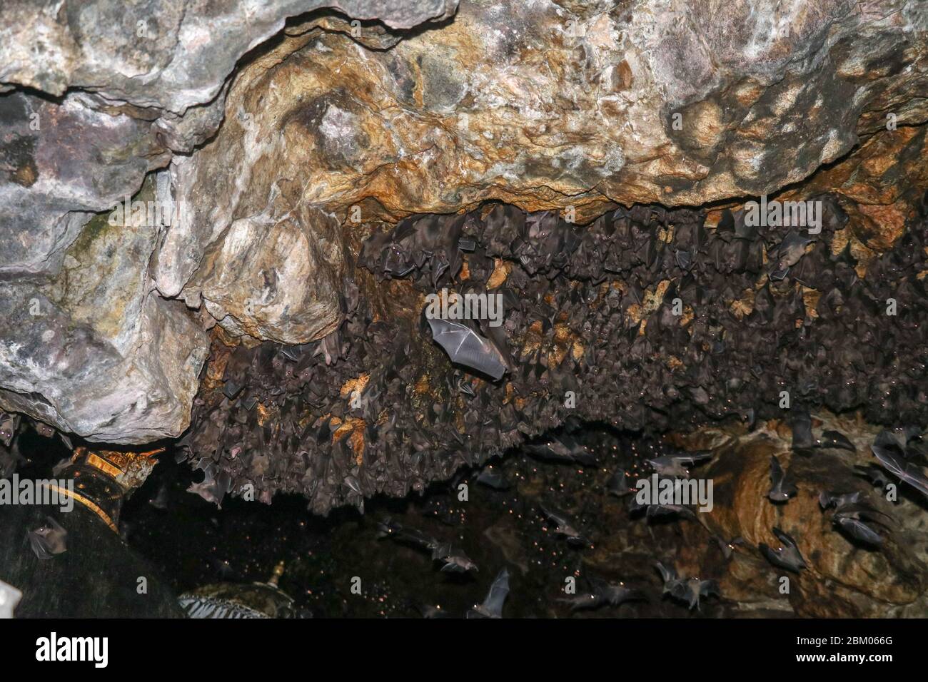Colony of bats, hanging from the ceiling of Goa Lawah Bat Cave Temple and sleeping, Bali