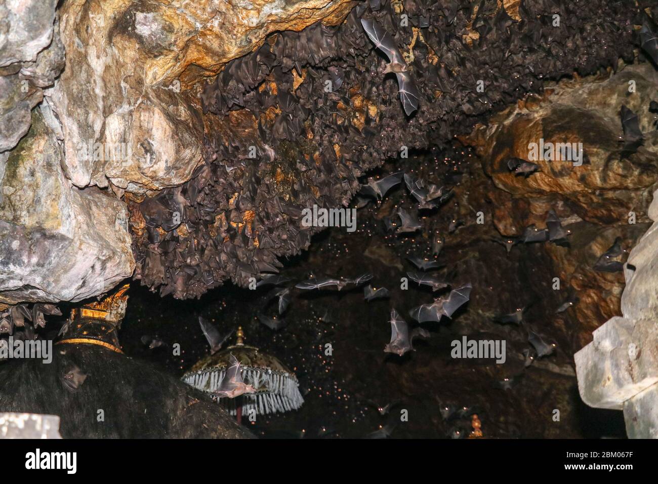 Colony of bats, hanging from the ceiling of Goa Lawah Bat Cave Temple