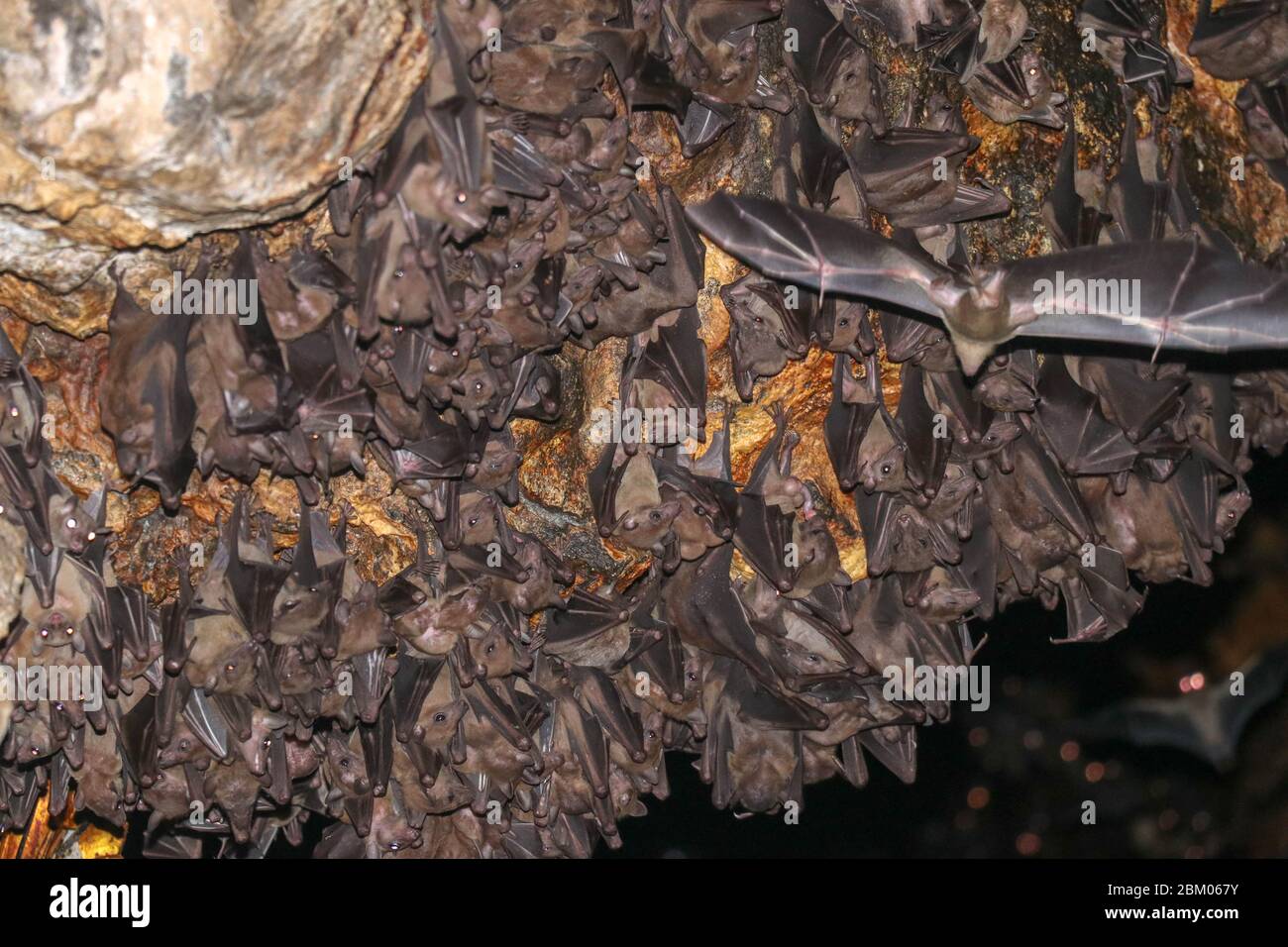 Colony of bats, hanging from the ceiling of Goa Lawah Bat Cave Temple and sleeping, Bali