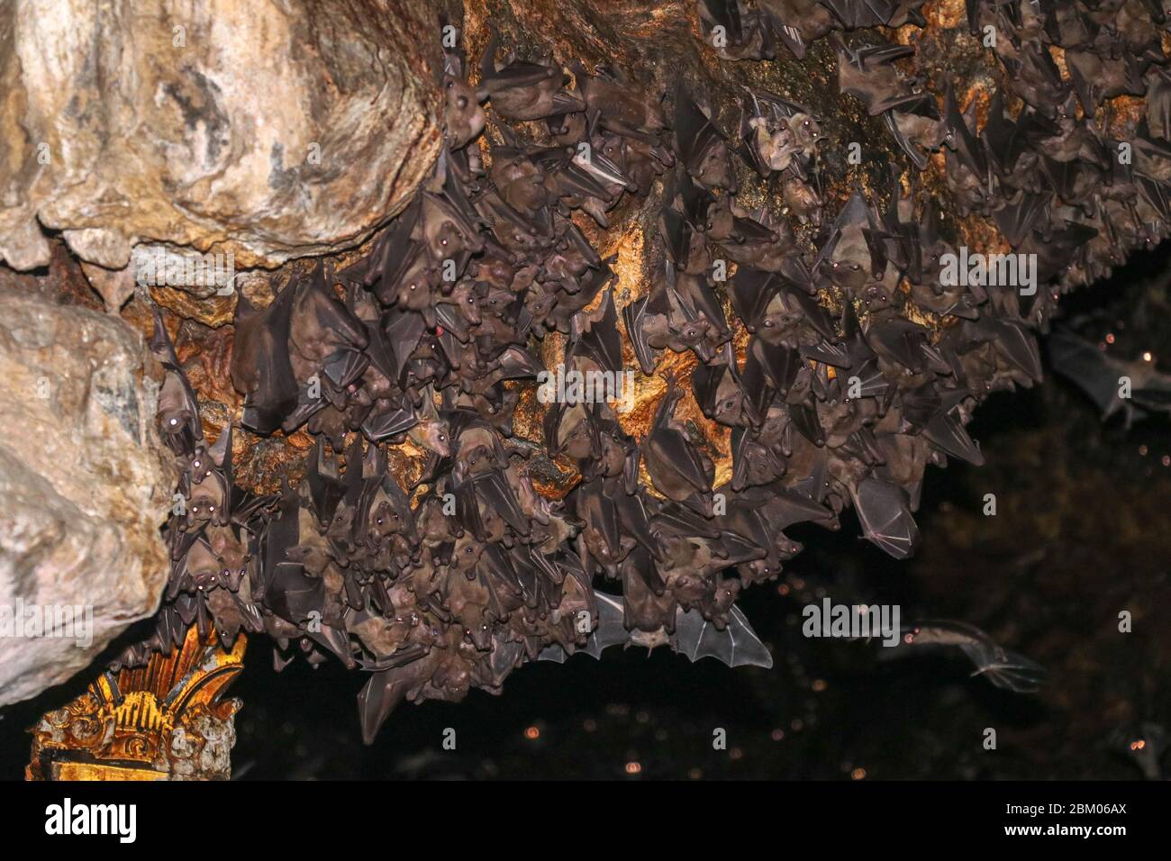 Colony bats clinging cave ceiling hi-res stock photography and images ...