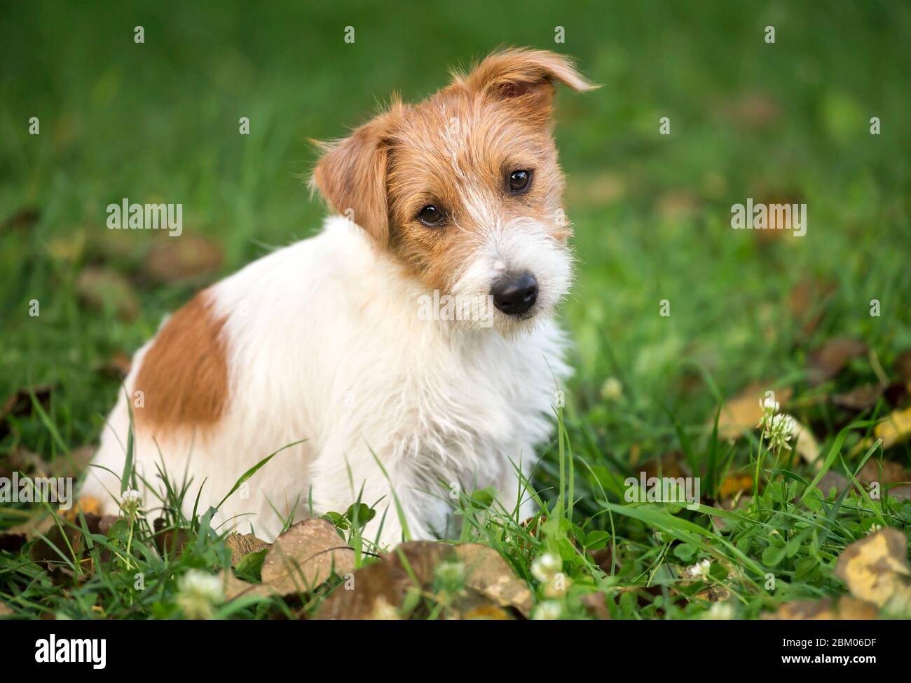 Funny furry jack russell terrier happy pet puppy sitting in the grass
