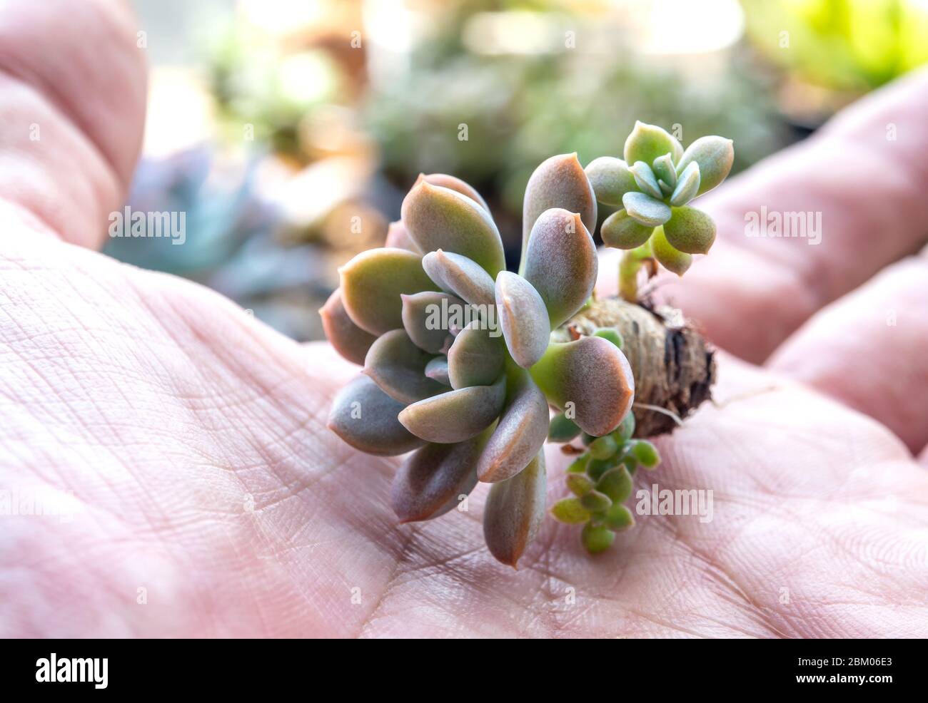 Small succulent on hand plant prepare for planting Stock Photo
