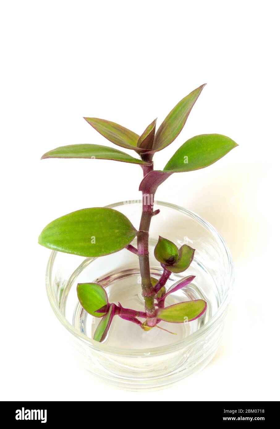 Small-leaf spiderwort, River spiderwort  (Tradescantia fluminensis) Herb plant rooting in the glass, isolated on white background Stock Photo