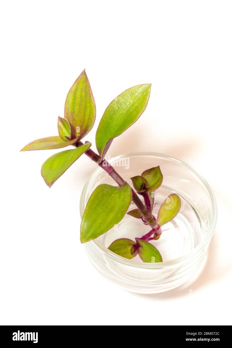 Small-leaf spiderwort, River spiderwort  (Tradescantia fluminensis) Herb plant rooting in the glass, isolated on white background Stock Photo