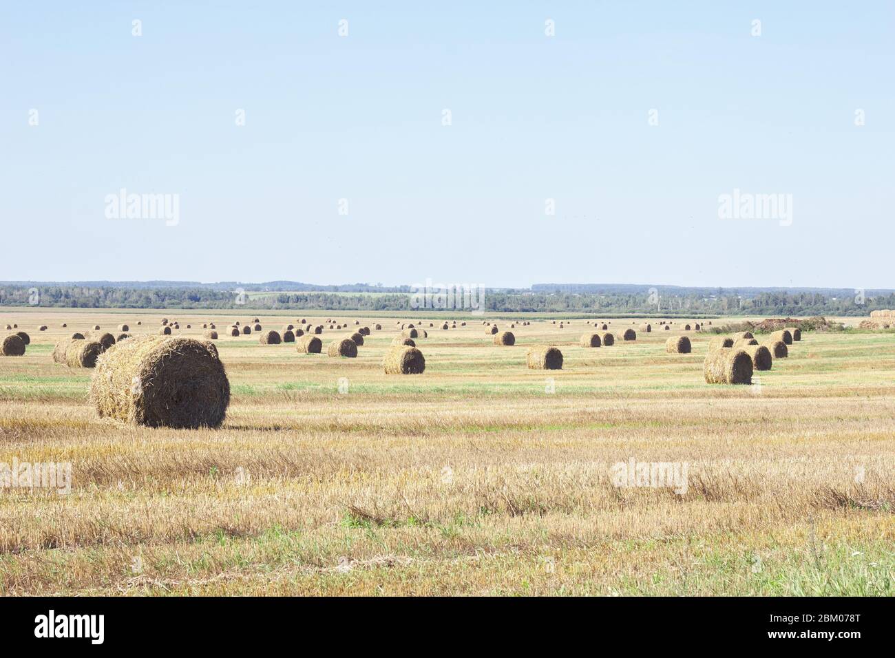 Cereal field reaped at harvest time with many reels of straw on the ...