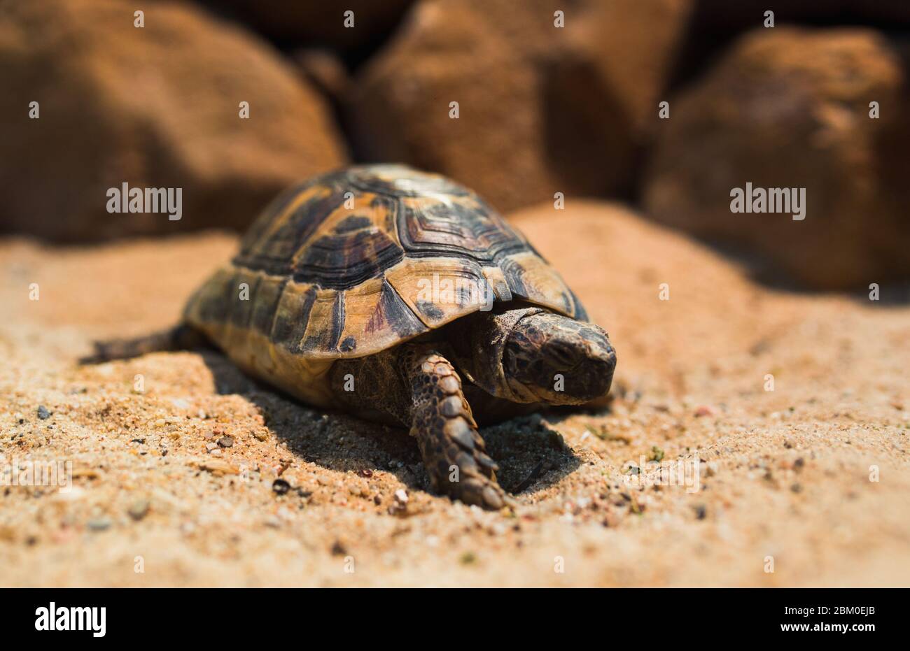 Turtle cartoon hi-res stock photography and images - Alamy