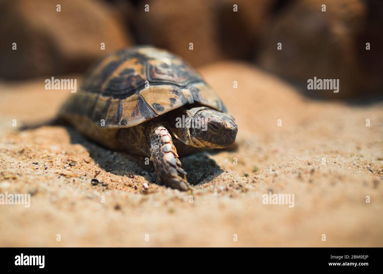Close up Macro Sea turtle crawl on the Sand , close-up picture of ...