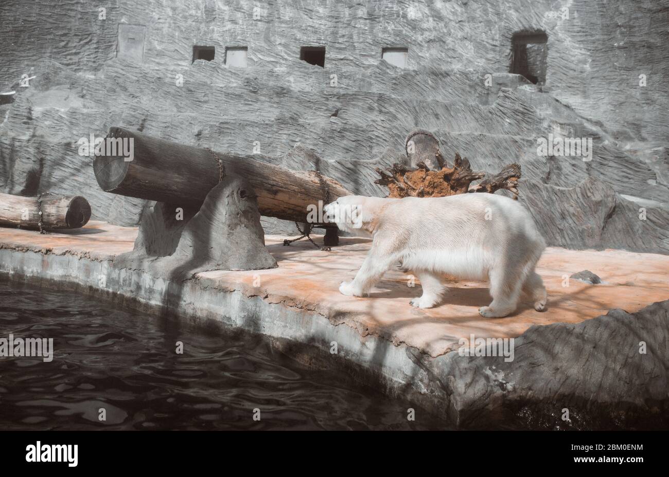 white bear walking on stone in a zoo Stock Photo
