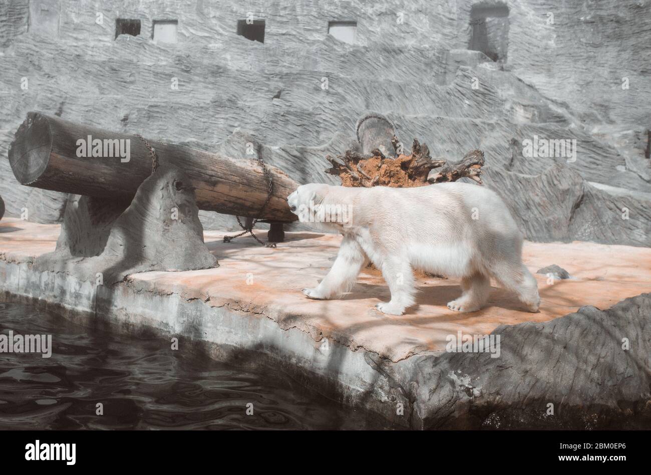 white bear walking on stone in a zoo Stock Photo