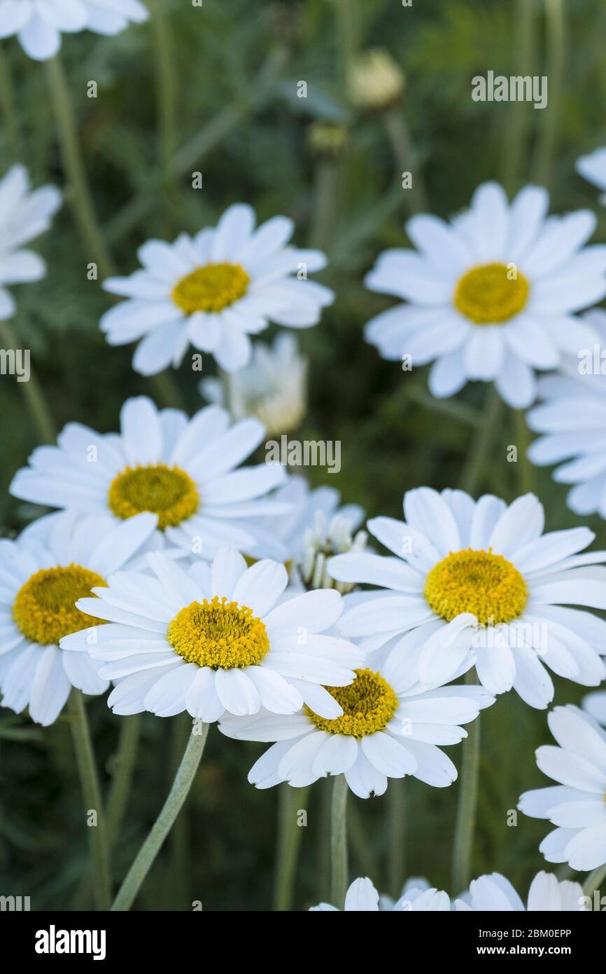 A clump of Shasta daisies Leucanthemum x superbum. Stock Photo