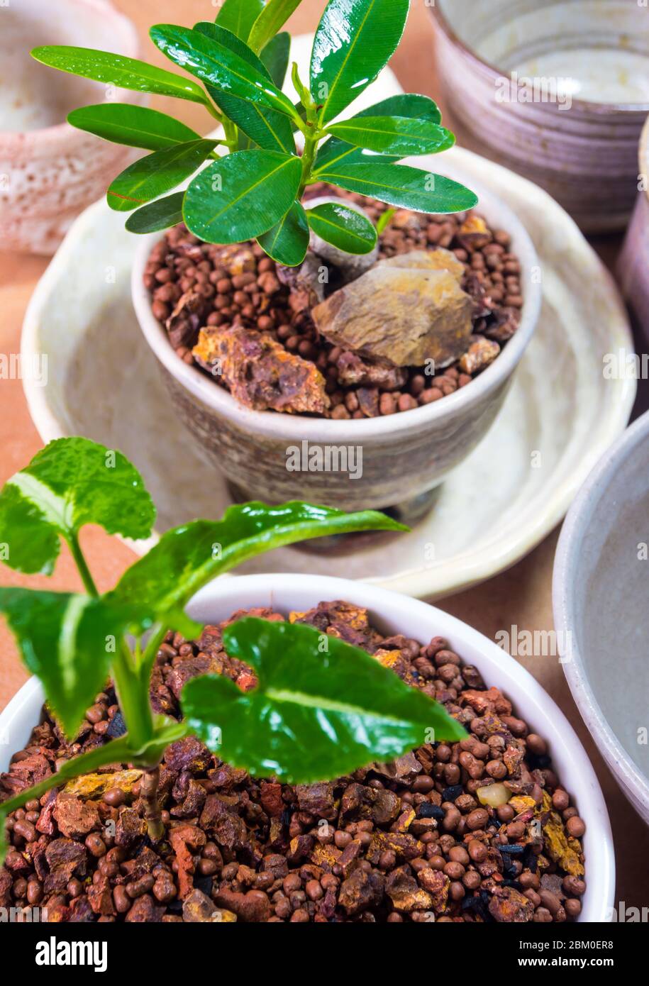 Houseplant 'Syngonium wendlandiiin' and  small 'Alexandria laurelthe' in the ceramic pots adapted from ceramic bowls Stock Photo