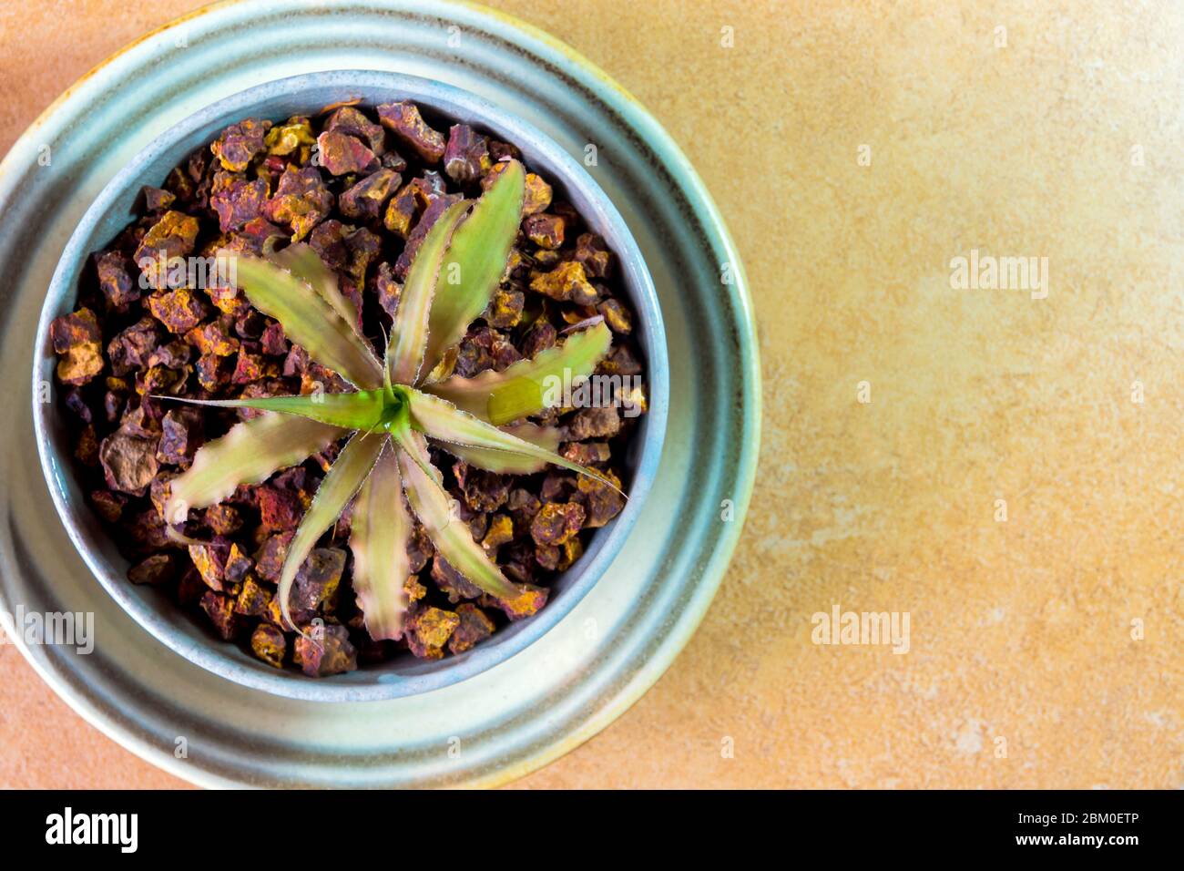 Orthophytum bromeliad growing in the small ceramic pot, houseplant for room decoration Stock Photo