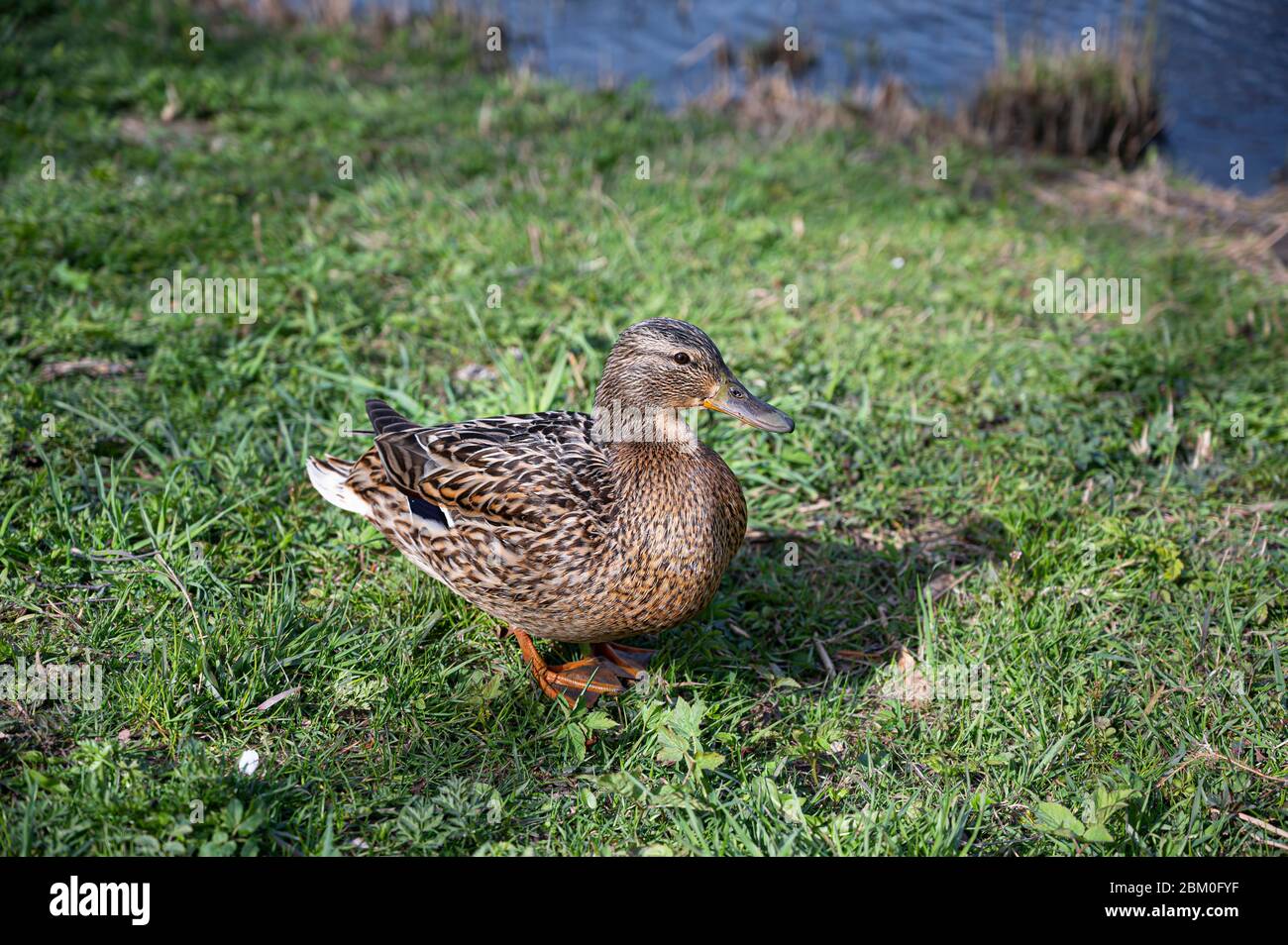 Female duck standing on the grass in park. Stock Photo