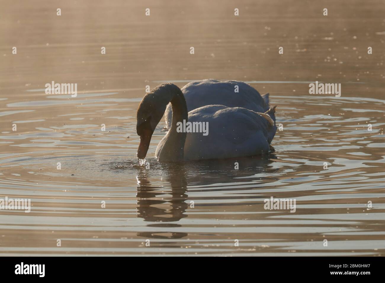 A silhouette of a Mute Swan at RSPB St Aidan's during sunrise Stock