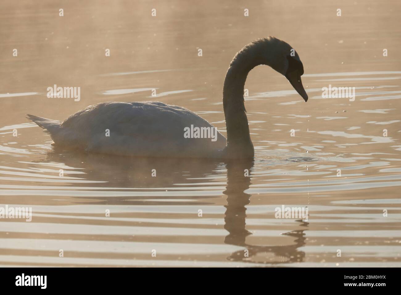 A silhouette of a Mute Swan at RSPB St Aidan's during sunrise Stock