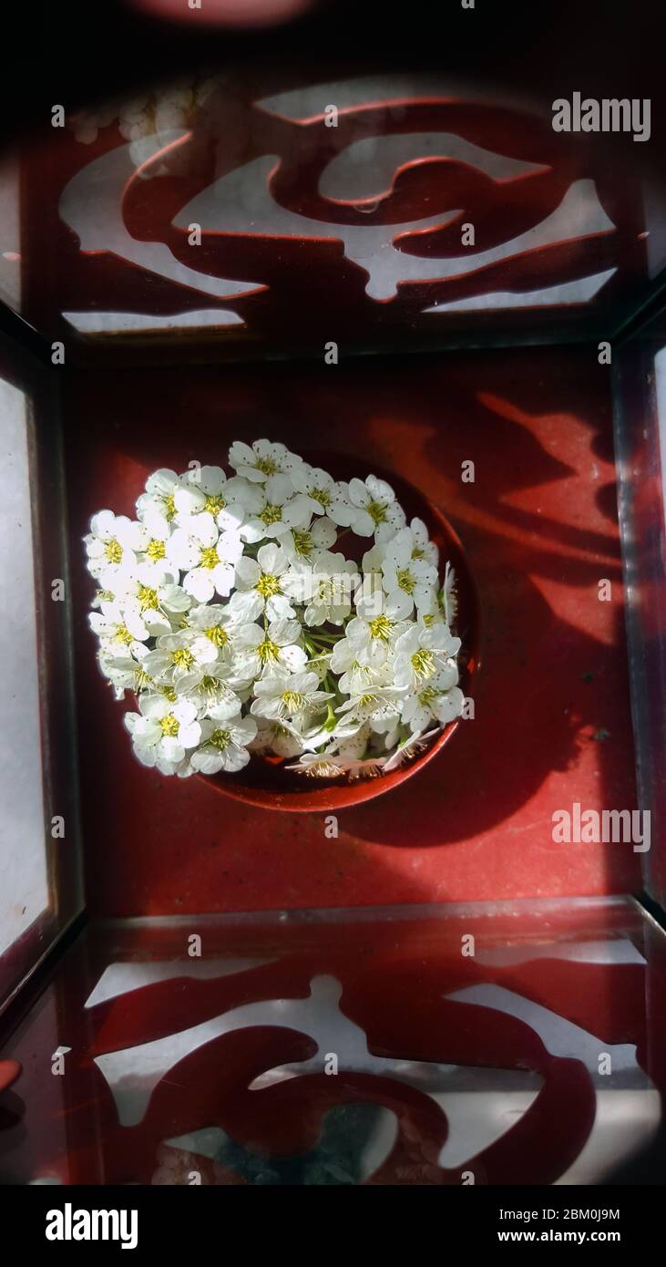 Top view of a bunch of tiny white flowers clustered in a red tealight candle holder, with little sunlight and shades. Stock Photo