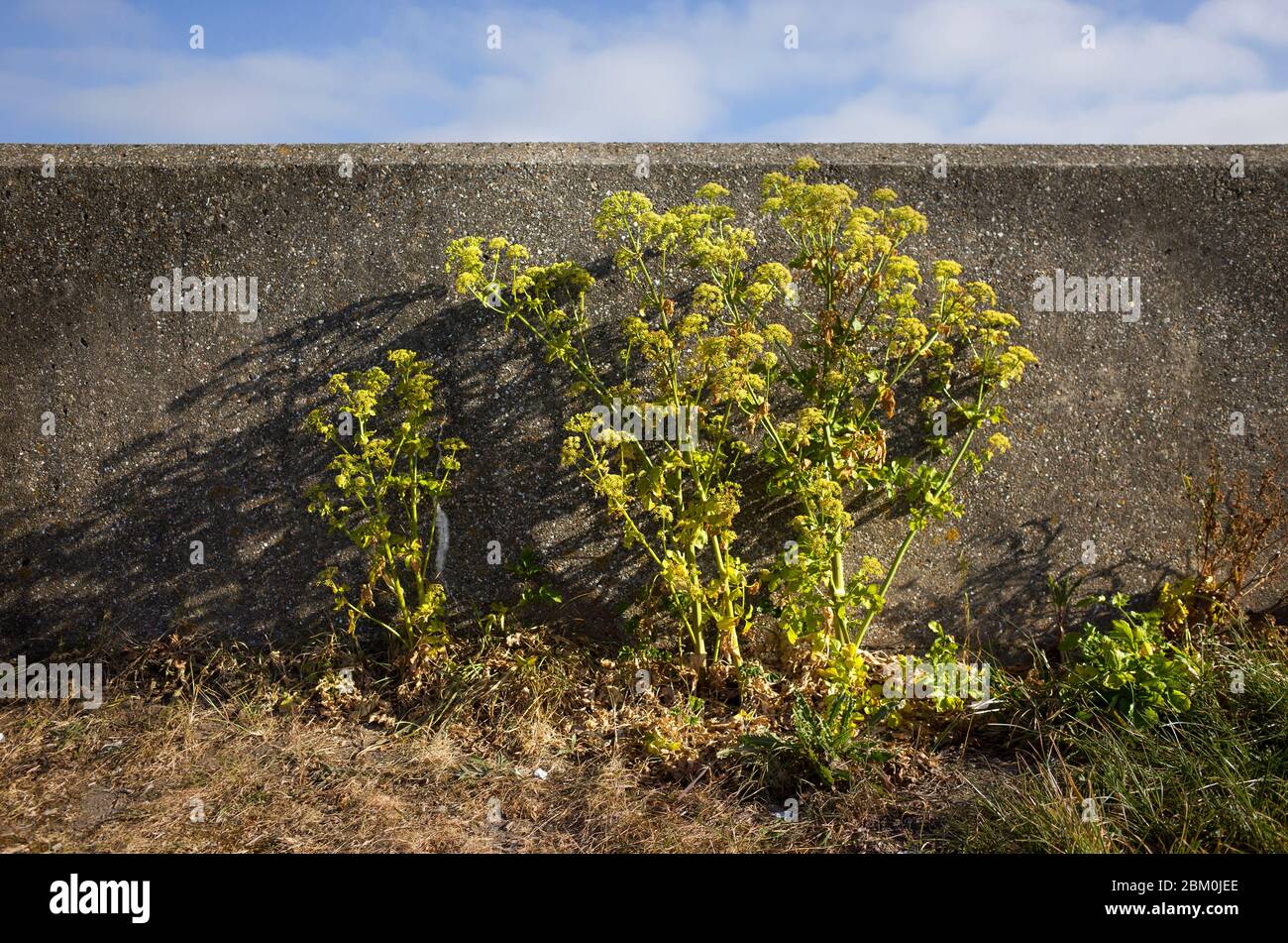 Green plants hidden by stone sea wall in Seasalter, Kent England Stock Photo