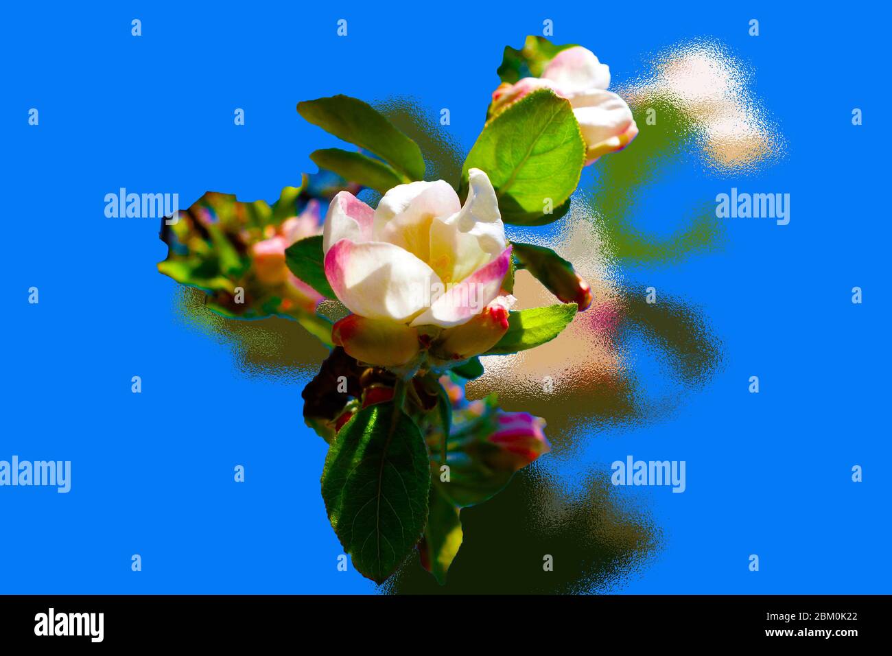 Pink delight apple hires stock photography and images Alamy