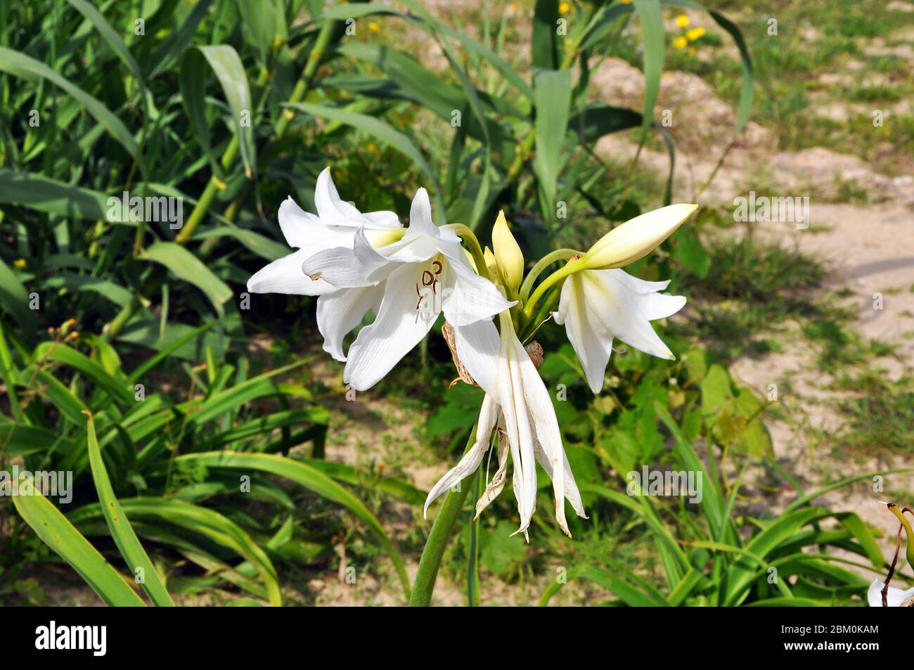 Single branch of white Madonna lily (Lilium candidum) growing in the