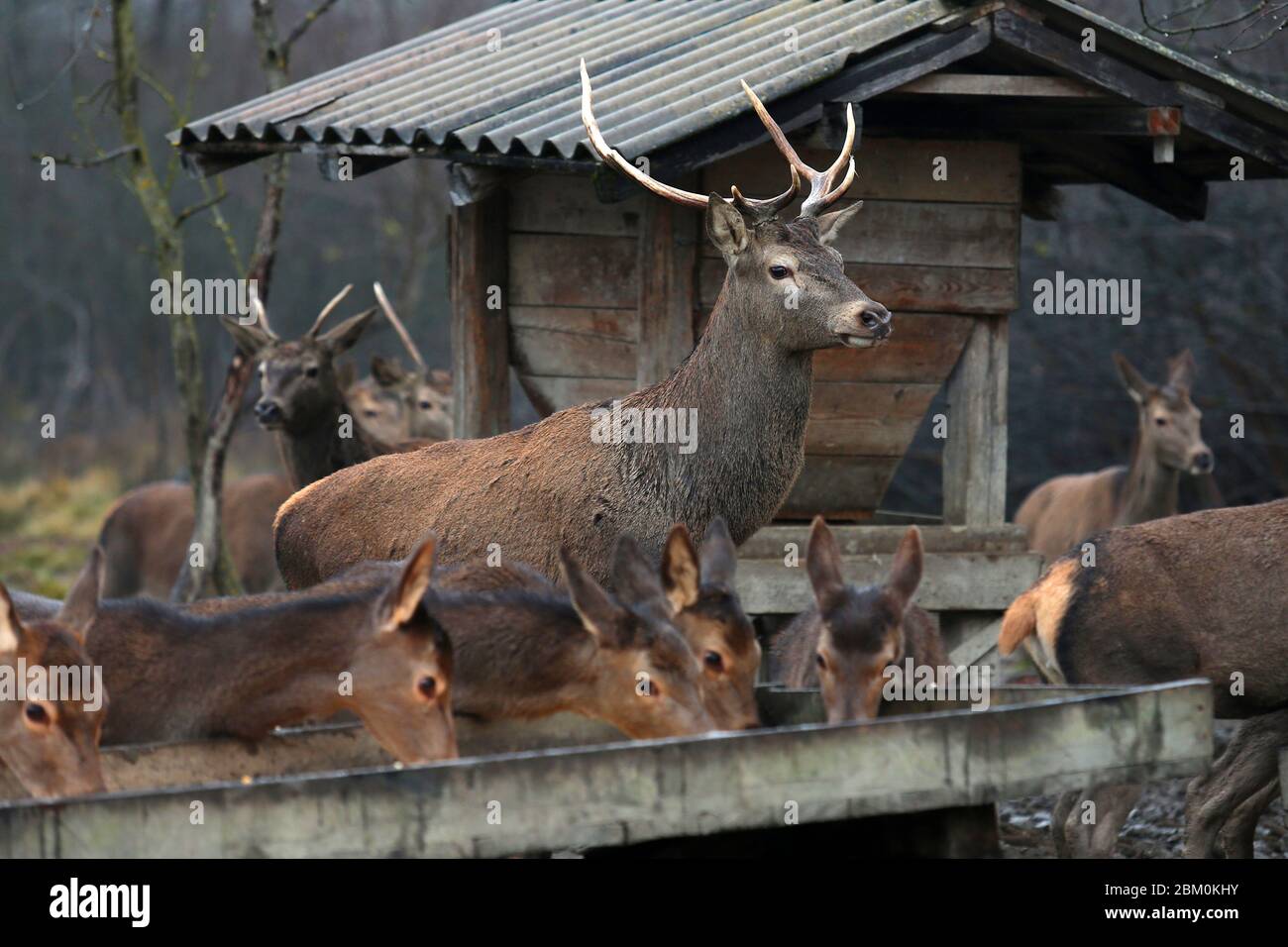 Deer and roe deer feeding on supplemental food in a manger Stock Photo
