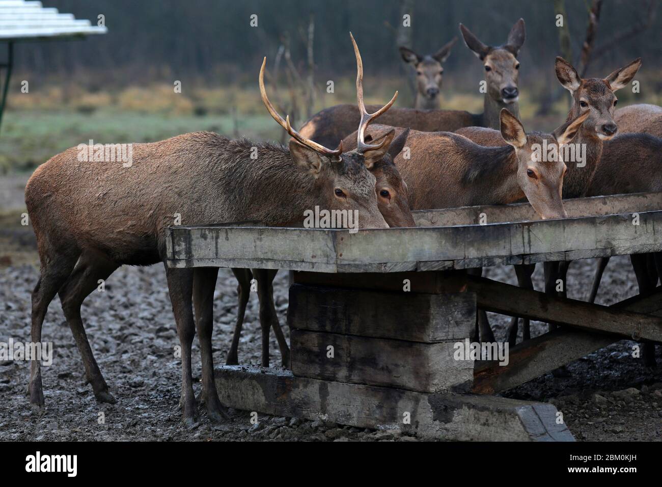Deer and roe deer feeding on supplemental food in a manger Stock Photo