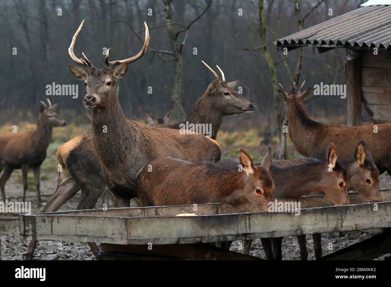 Deer and roe deer feeding on supplemental food in a manger Stock Photo