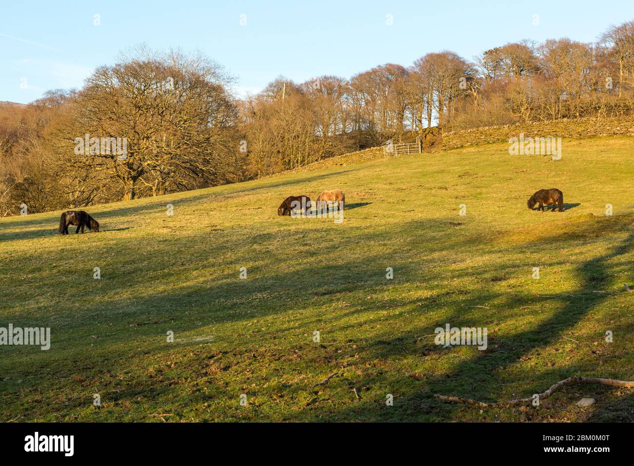 Scenic mountain view of horses in a field in early spring, Snowdonia National Park, Wales, UK Stock Photo